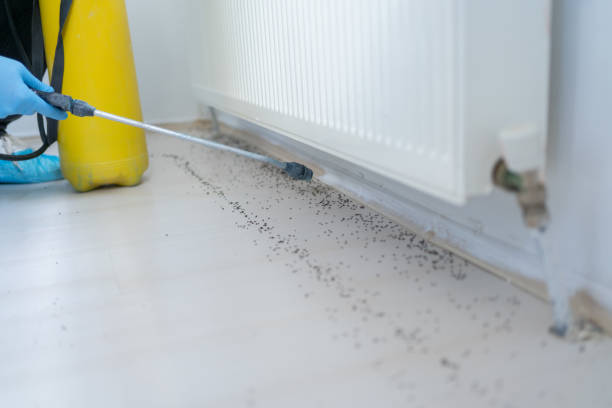 Best Flea Control Services  in Clifton, NJ